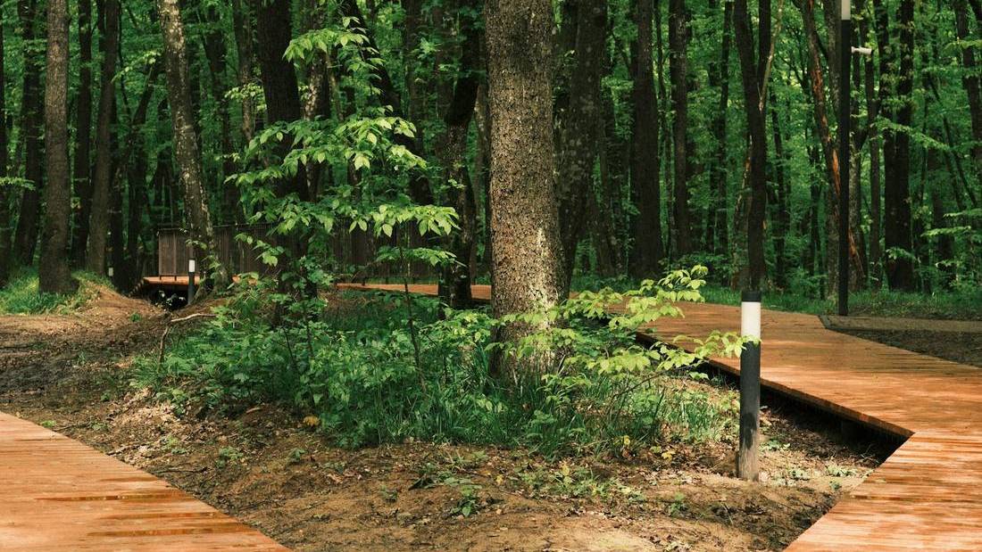 Jalan setapak di hutan yang rimbun